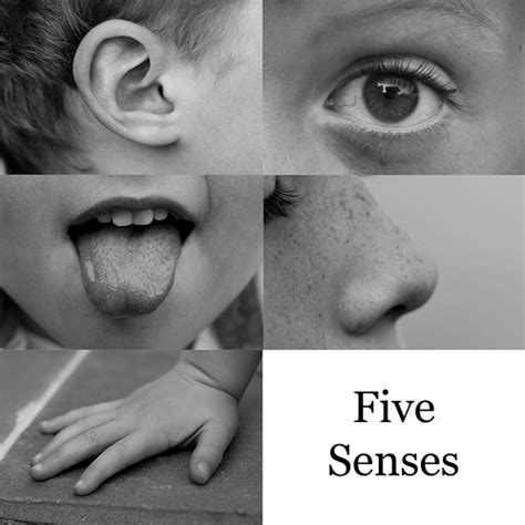 The 5 Senses Introduction