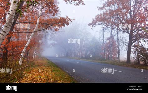 Forest Road In A Foggy Autumn Day Stock Photo Alamy