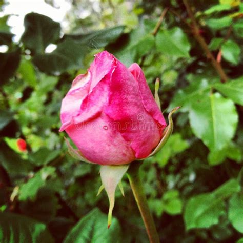 Pink Rose Bud On Bush Picture Image 82978168