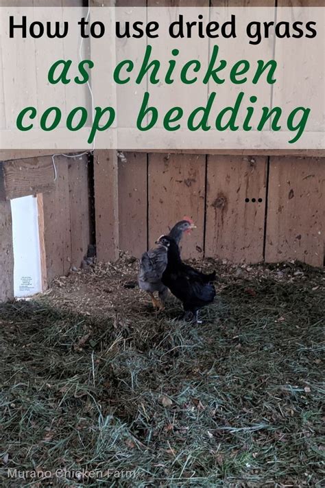 dried grass as coop bedding chicken coop bedding chicken coop backyard chicken farming