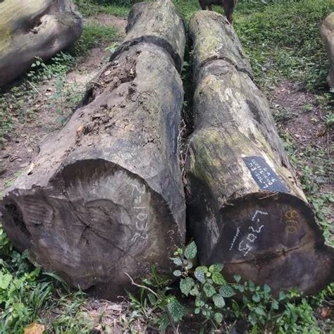 Rose Wood Logs Eeti At Rs 3500cubic Feet Rose Wood Logs In Bengaluru Id 21530362712