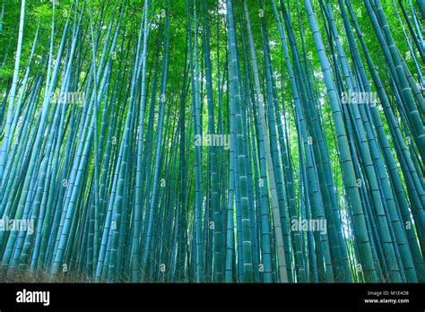 Bamboo Forest Kyoto Japan Stock Photo Alamy