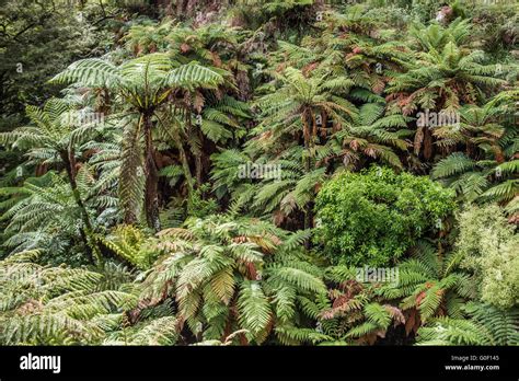 Tree Ferns In New Zealand Stock Photo Alamy