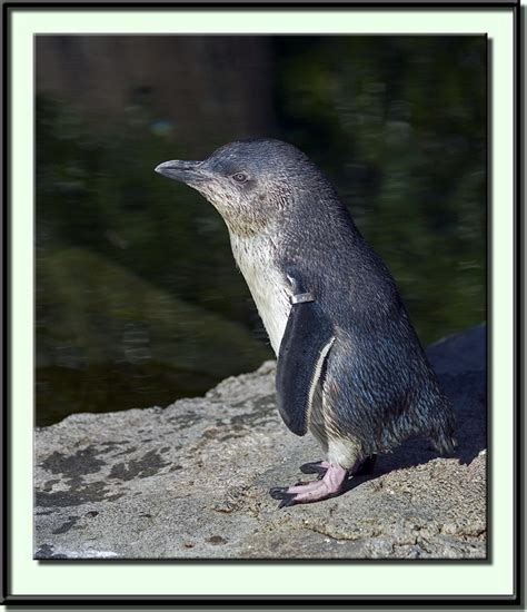 Treknature Little Blue Penguin Photo