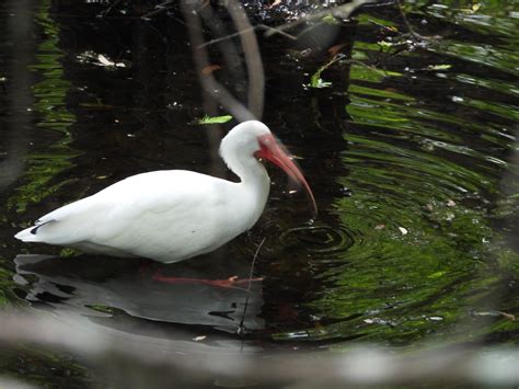 Bird And Travel Photos Birding Sites Bird Information White Ibis Six