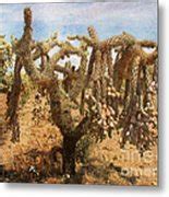Cholla cacti belong to the cactaceae family and can be found in the arid zones and deserts of the southwestern united states and northern mexico. Chain Cholla Cactus Photograph by Beverly Guilliams