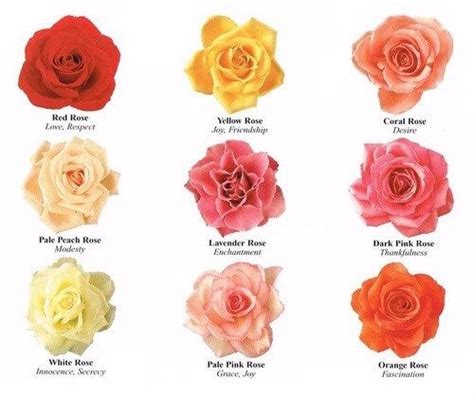 The ultimate guide to flower meanings. KNow What Your Flowers Symbolize | Diy wedding flowers ...