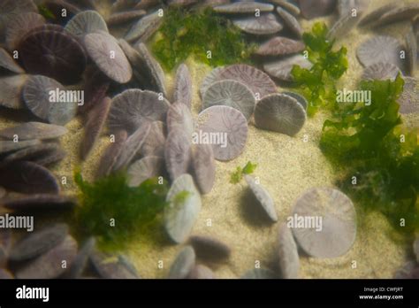 Usa California Ca Monterey Bay Aquarium Live Sand Dollars Burrowing