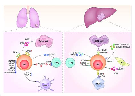 Tumor Infiltrates Nk Cells In Hepatocellular Carcinoma Hcc And Lung