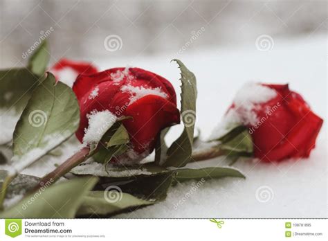 Snowy Roses Scattered On The Snow Macro Stock Image Image Of Form