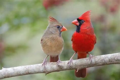 Northern Cardinal Facts Size Diet Pictures All Animal Facts