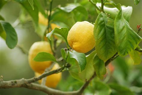 How to Protect a Lemon Tree from Frost - Backyard Ace