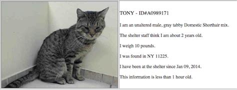 Update Tony The Brooklyn Suitcase Cat Tests Positive For