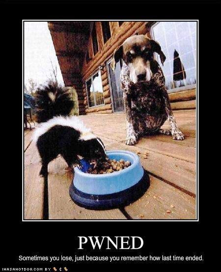 Funny Image Collection Funny Cat Quotes And Funny Dog Sayings