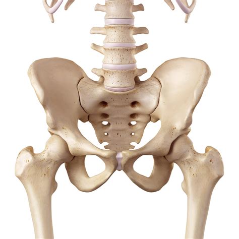 Hip Labral Treatment Aoa Orthopedic Specialists