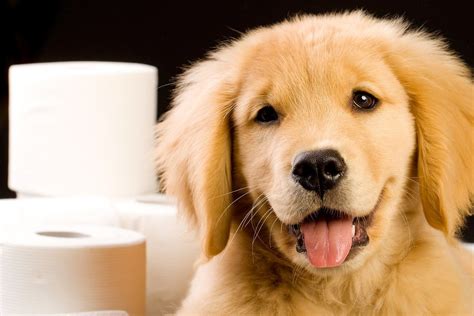 5 Best Dog Foods For Less Poop Top Dog Hub In 2023