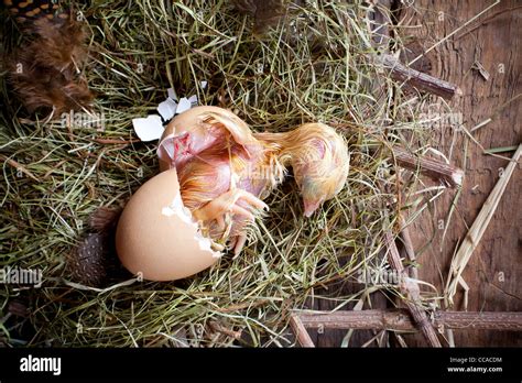 Chick Hatching Hi Res Stock Photography And Images Alamy