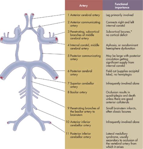 The circle of willis is a circular formation of blood vessels in the human brain. Internal medicine on Twitter: "Anatomy of the circle of ...