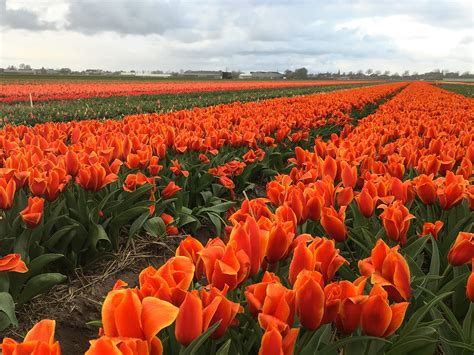 Finding The Best Tulip Fields In The Netherlands Tips For Visiting