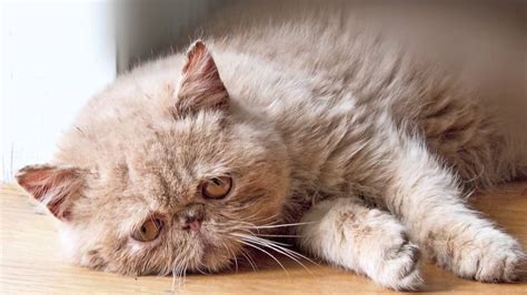 Maybe you would like to learn more about one of these? Sad Cat Diary - YouTube