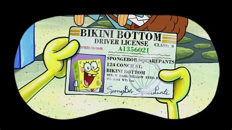 Spongebobs Drivers License Encyclopedia Spongebobia Fandom