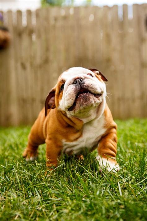 7 Ways Bulldogs Are The Most Adorable Things Alive Sonderlives
