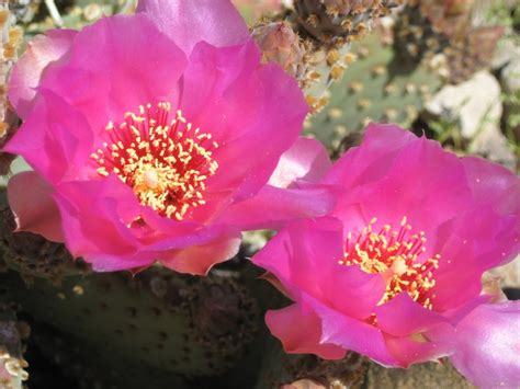 Some areas have very few herbivores that might chew on spineless cacti, so when a normally spiny plant ends up with a genetic mutation for spinelessness, it survives. Prickly Pear Top 5 Things To Know - Tanque Verde Ranch