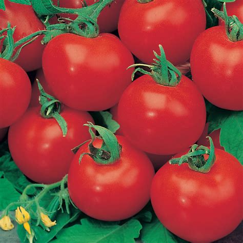 Tomato Grafted Standard Shirley Plants From Mr Fothergills Seeds And