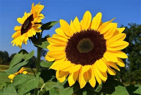 Dinamakan bunga matahari karena bunga ini bergerak mengikuti arah matahari, juga bentuk bunganya yang sudah mekar menyerupai sang mentari yang sedang bersinar. Manfaat Bunga Matahari + Cara Menanam & Filosofinya