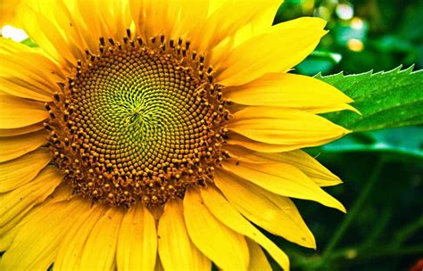 Gambar Bunga Matahari Beserta Fungsinya Arsipfotocom