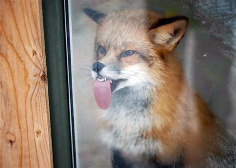We did not find results for: 24 Hilarious Pictures Of Animals With Their Tongues ...