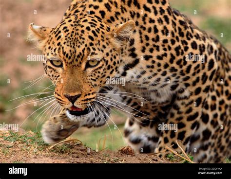 African Leopard Panthera Pardus In Hunting Mode With Front Paw