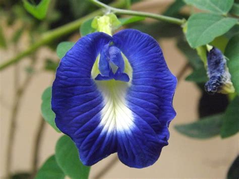 Aparajita Plant: Easy to care perennials with enchanting blue flower ...
