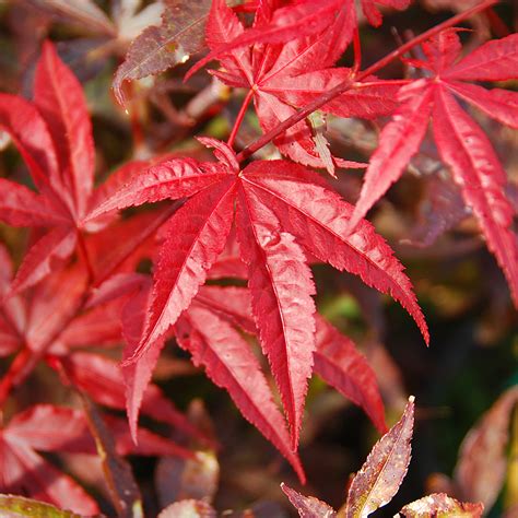 Acer palmatum 'bloodgood' has long been the standard, but this variety has better leaf color retention and a faster growth rate, and better yet the leaves are thinner and cast more of a glow in sunshine. Acer palmatum Emperor I | | Arts Nursery Ltd