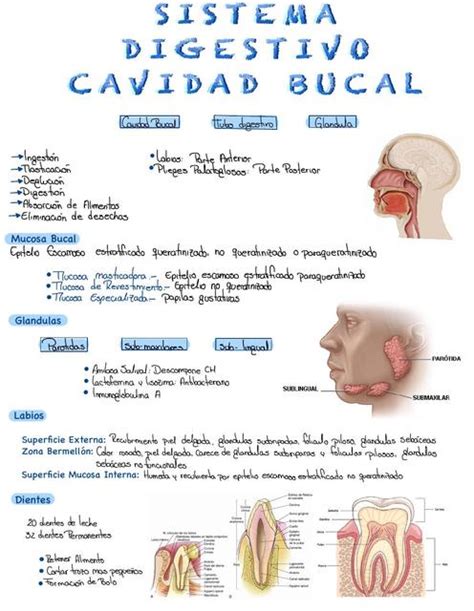 Sistema Digestivo Cavidad Bucal