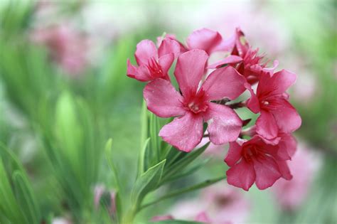 All oleanders contain cardenolides that exert positive inotropic effect on cardiac. Verzorging van de Oleander - Tuinadvies van De Tuinen van ...