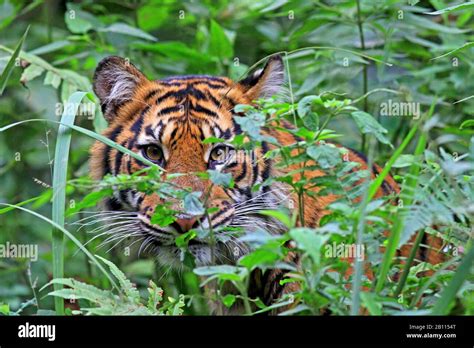 Sumatran Tiger Panthera Tigris Sumatrae Portrait Indonesia Sumatra