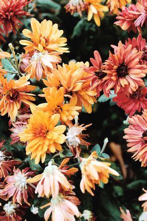 We offer an extraordinary number of hd images that will instantly freshen up your smartphone or computer. Pin by meredith on flowers & gardening ideas | Flower aesthetic, Flower phone wallpaper ...