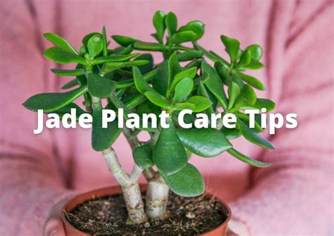 Where To Put Jade Plant In The House How To Grow Jade Plant Gardening News Paper