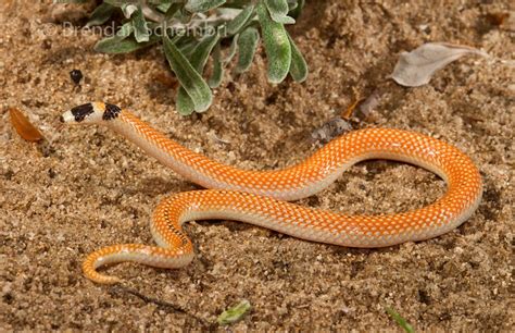 Black Striped Burrowing Snake Neelaps Calonotus Perth Wa Flickr