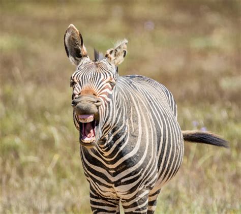 Laughing Zebra Photos Stock Photos Pictures And Royalty Free Images Istock
