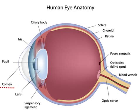 Anatomi Mata Manusia Dan Fungsinya David North
