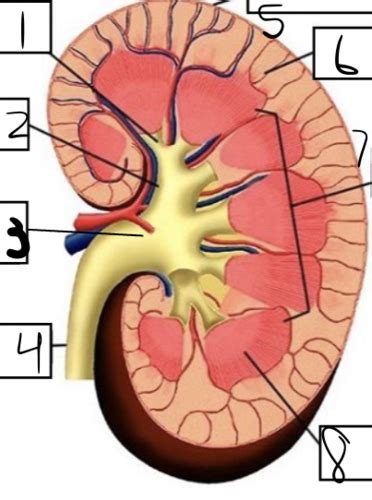 Anatomy Lab Lab Urinary System Anatomy Flashcards Quizlet