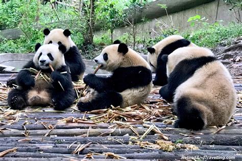 Such Cute Panda Bears In Chengdu China Retired And
