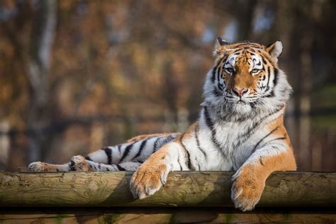 Arrival Of Endangered Amur Tiger At Norfolks Banham Zoo Marks New