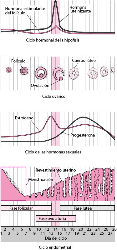 Ciclo Menstrual Salud Femenina Manuale Merck Versión Para El