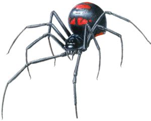Black Widow Spider.png | Black widow spider, Spider art, Spider illustration
