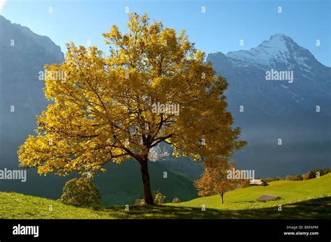 Autumn Trees In Swiss Alps Hi Res Stock Photography And Images Alamy