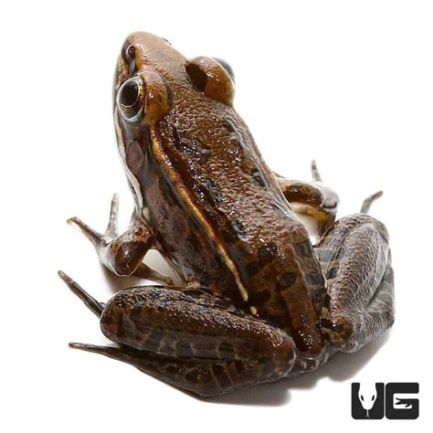 Baby Leopard Frog Lithobates Pipiens For Sale Underground Reptiles