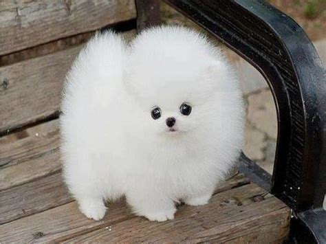 We did not find results for: fluf ball | Fluffy dogs